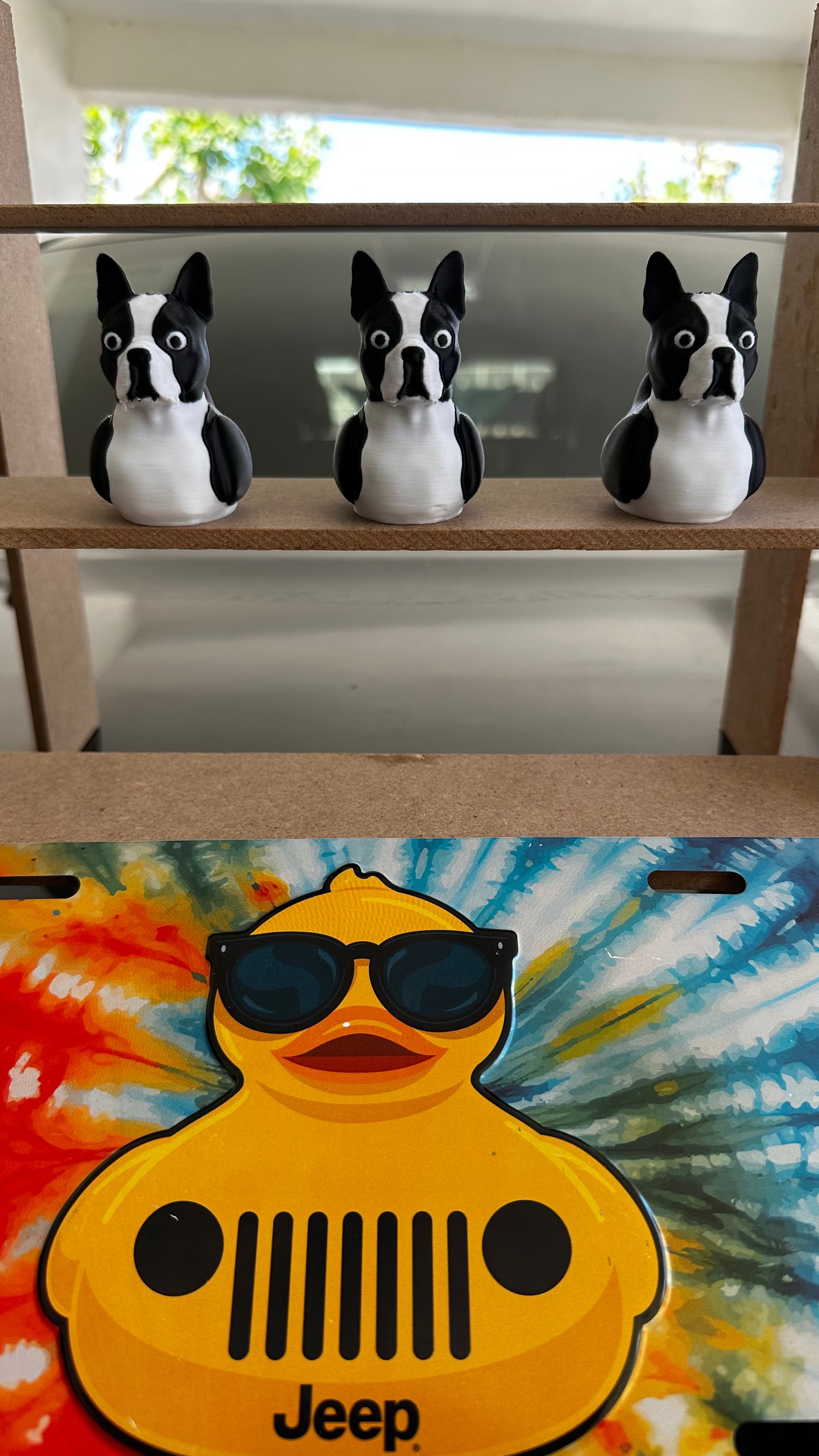 Boston terrier duck