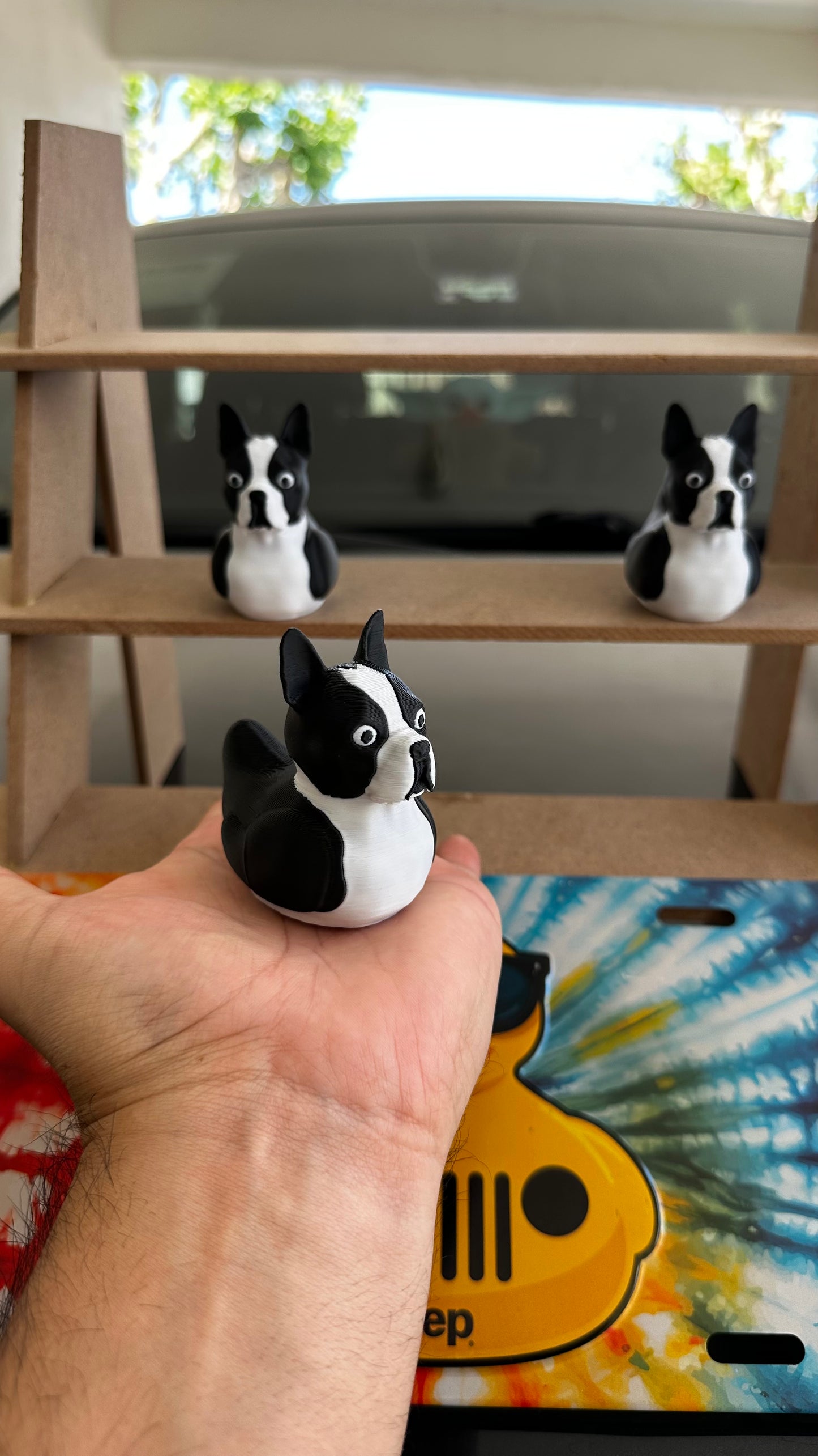 Boston terrier duck