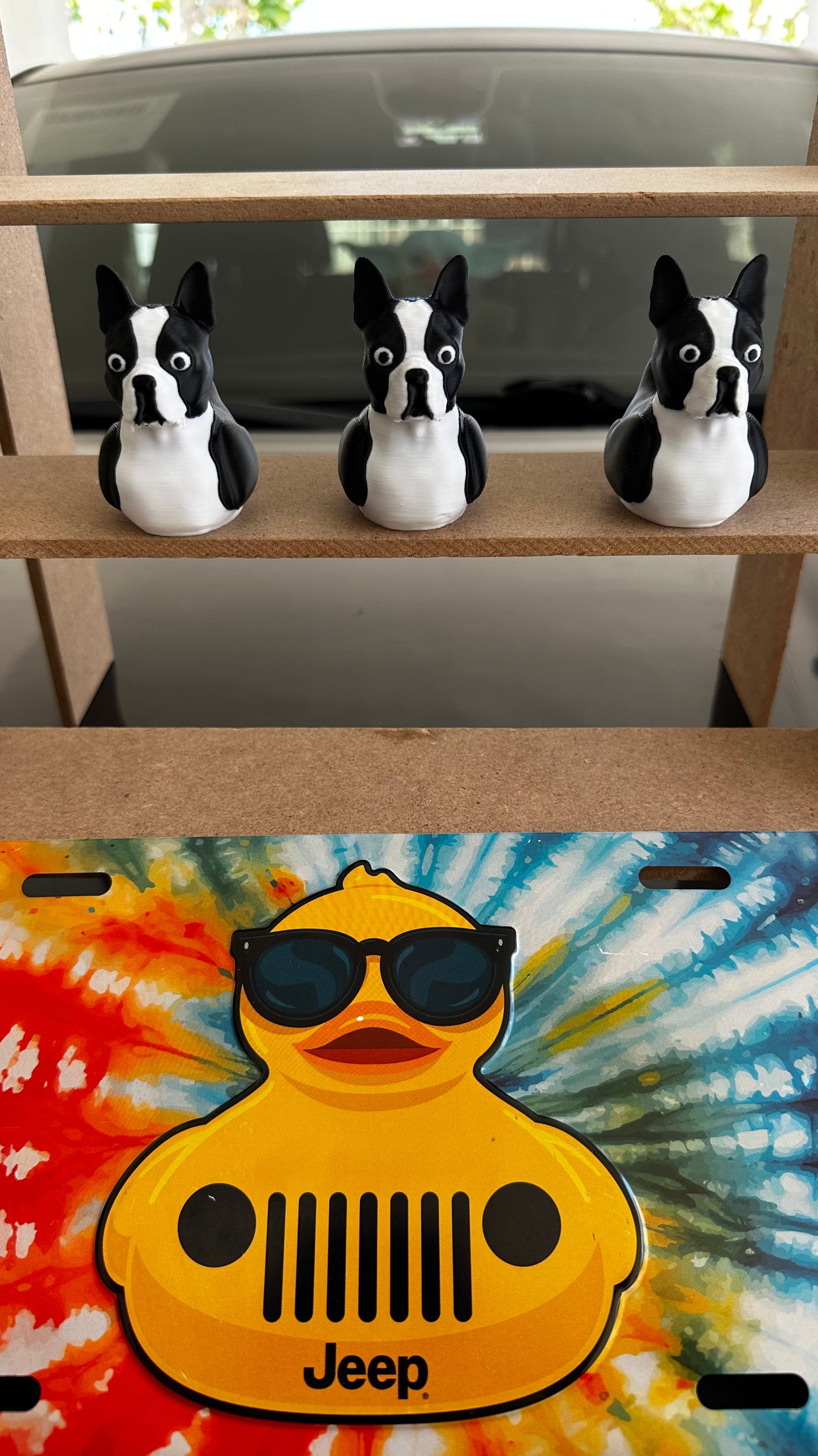 Boston terrier duck