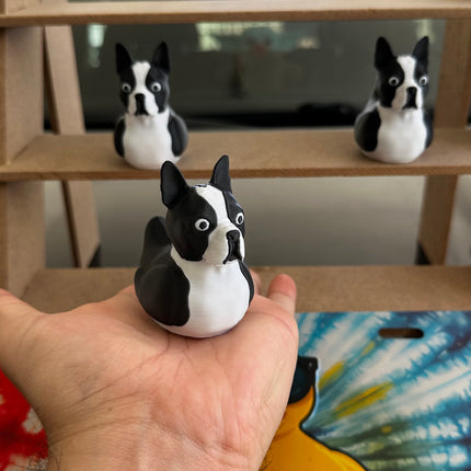 Boston terrier duck