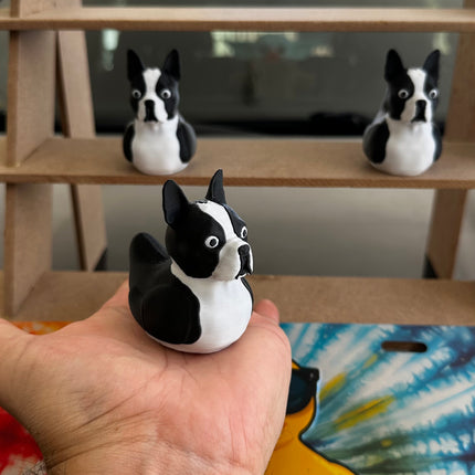 Boston terrier duck