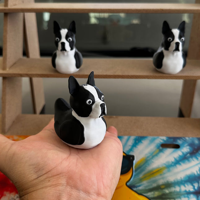 Boston terrier duck